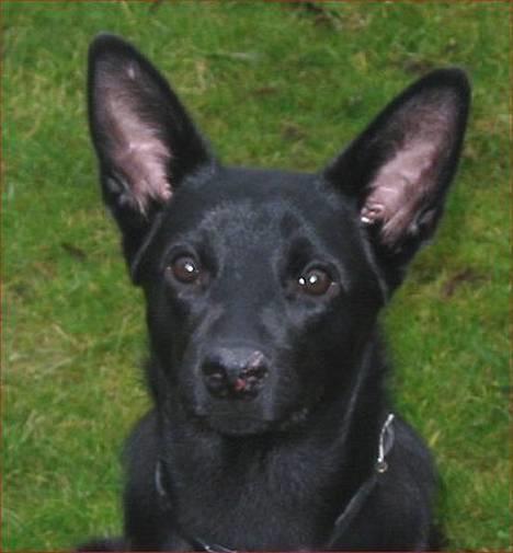 Australsk kelpie Ginny - Se min stakkel næse! Det er Claras tænder, der har gjort det *snøft* (8 mdr - 16/12-05) billede 1