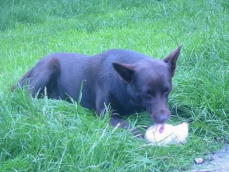 Australsk kelpie Clara - lækker okseknogle billede 4