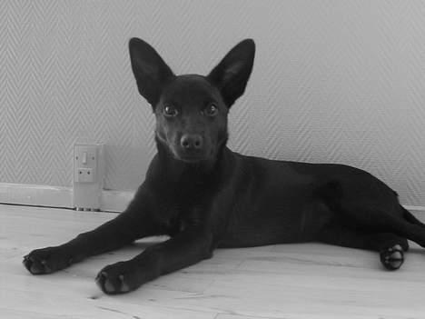 Australsk kelpie Ginny billede 2