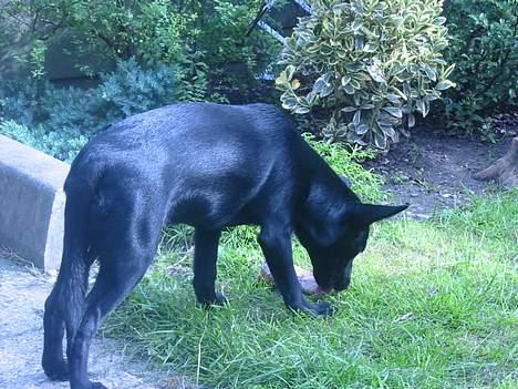 Australsk kelpie Ginny - mmm....en lækker okseknogle billede 3