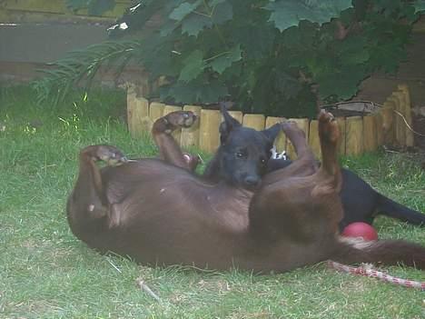 Australsk kelpie Ginny - jeg banker lige min "søster" Clara billede 4