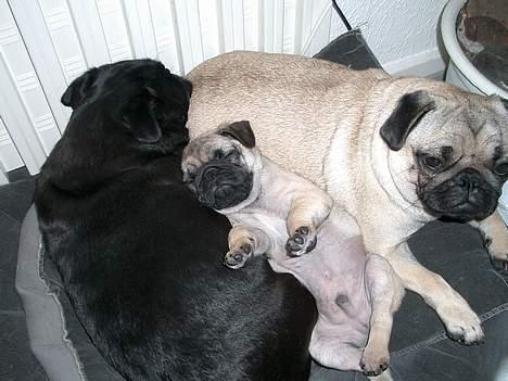 Mops ¤ Sylvester ¤ - Olivia, Sylvester og Sally billede 9