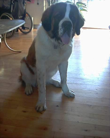 Sankt bernhardshund Buller billede 4