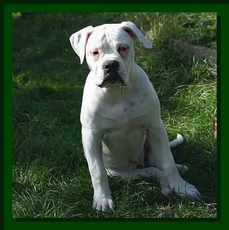 Amerikansk bulldog Østergaard's Mike - Mike 4½ måned gammel billede 1