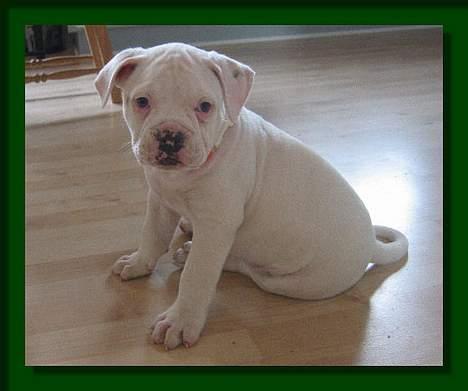 Amerikansk bulldog Østergaard's Mike - Babymike - 8 uger gammel billede 2