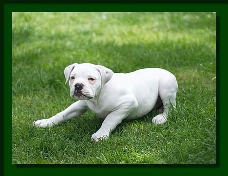 Amerikansk bulldog Østergaard's Mike - Mike ca. 2 mdr. gammel billede 3