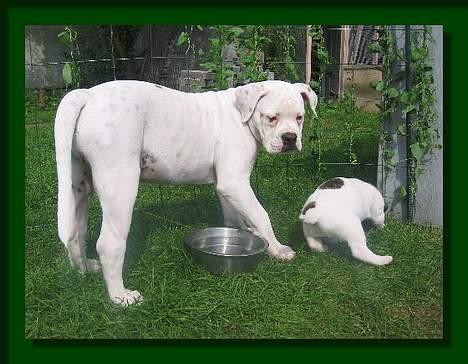 Amerikansk bulldog Østergaard's Mike - Barnepigen Mike billede 4