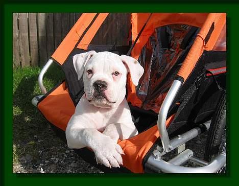 Amerikansk bulldog Østergaard's Mike - Man bliver vel kørt på indkøb billede 5