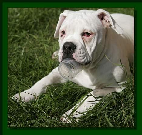 Amerikansk bulldog Østergaard's Mike - Mike ca. 4 mdr. gammel billede 6