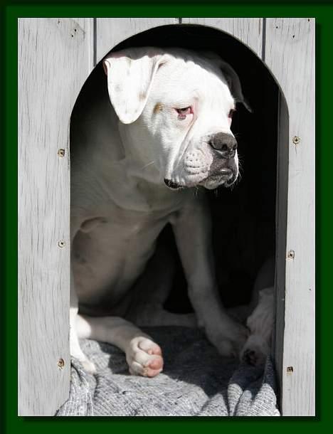 Amerikansk bulldog Østergaard's Mike - Mike i hus billede 7