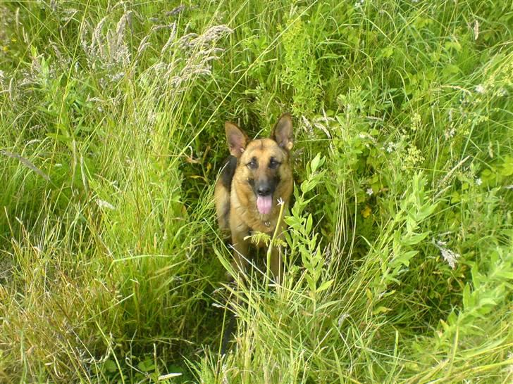 Schæferhund Quality - Hun sad i en grøft  billede 5
