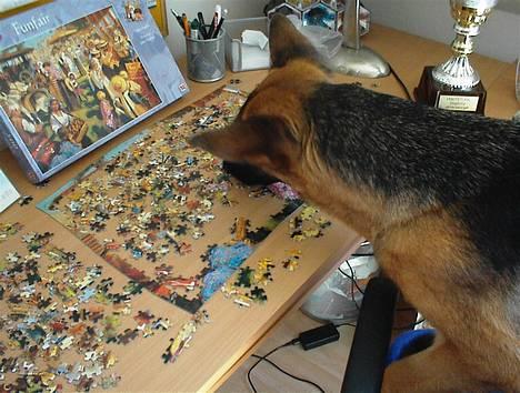 Schæferhund Quality - Hvem har sagt en hund ikke kan lave puslespil?  billede 10