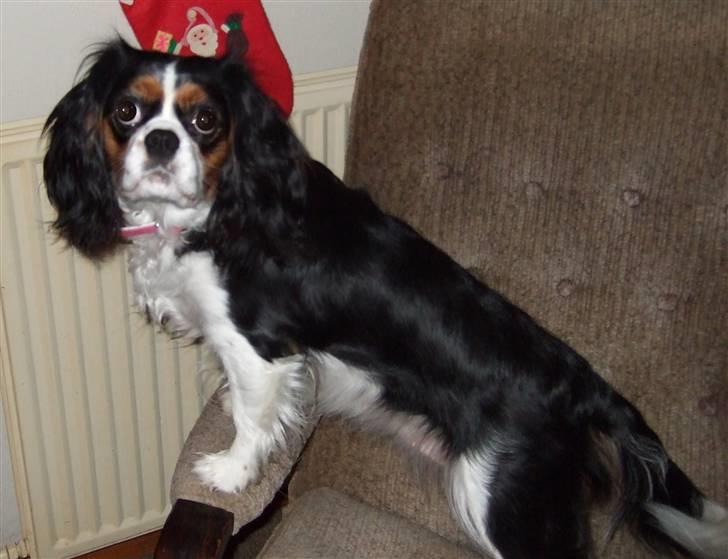 Cavalier king charles spaniel SAMMIE :) - nyyt... sammeie på stol billede 5