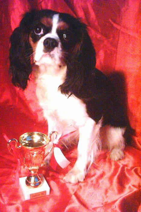 Cavalier king charles spaniel SAMMIE :) - Det er mig der sidder model ca. 10 mdr. billede 6