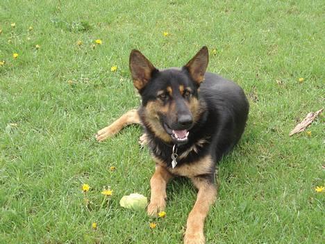 Schæferhund Nicko - hejsa mit navn er Nicko billede 1