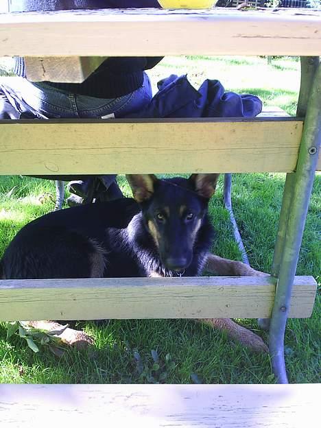 Schæferhund Nicko billede 2