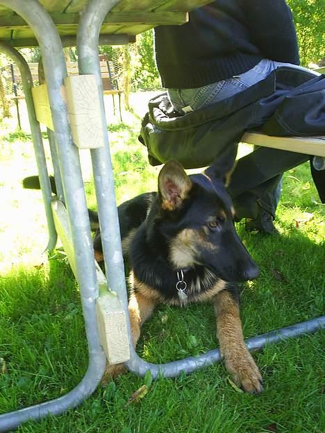 Schæferhund Nicko billede 3