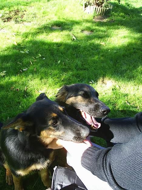 Schæferhund Nicko billede 4