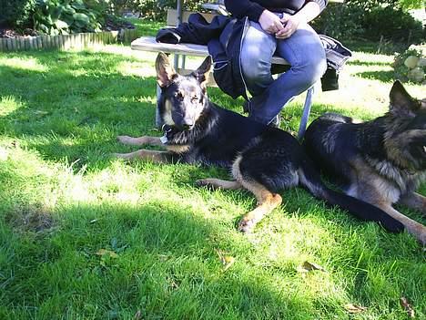 Schæferhund Nicko billede 5