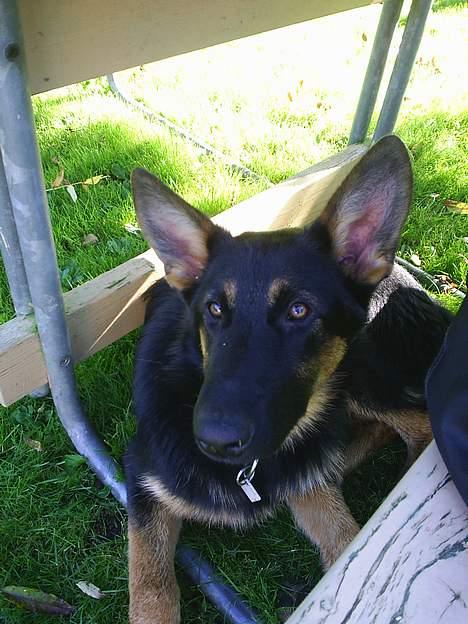 Schæferhund Nicko billede 6