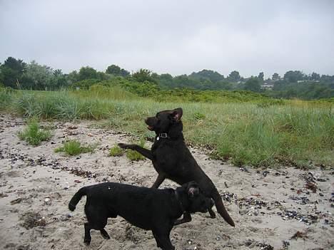 Labrador retriever Chicko - Så tog far og mor mig lige med på stranden for at lege med min gode ven Benzon! billede 12