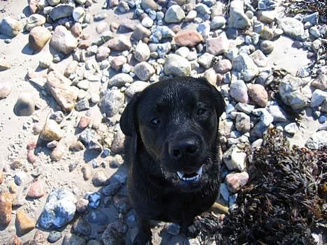 Labrador retriever Chicko - Falder der en godbid af??? billede 13