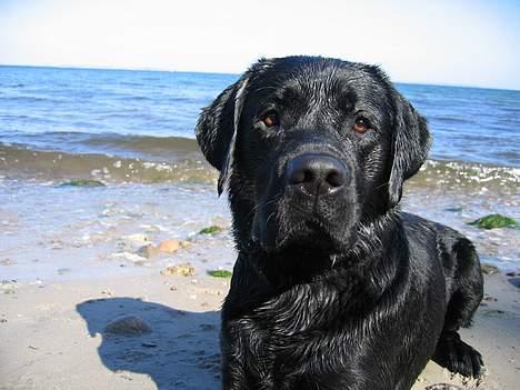 Labrador retriever Chicko - Strandløven - Ørnereden billede 14
