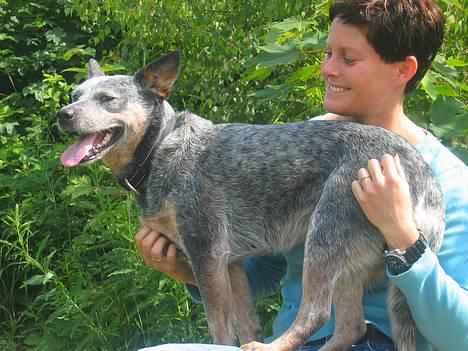 Australsk cattledog Tess - Det er bare herre godt at sidde på skødet af mor. billede 1