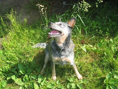 Australsk cattledog Tess - Årh mor smid nu den pind...kom nu, kom nu billede 2