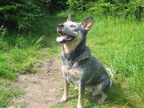 Australsk cattledog Tess - Mere pind... billede 3