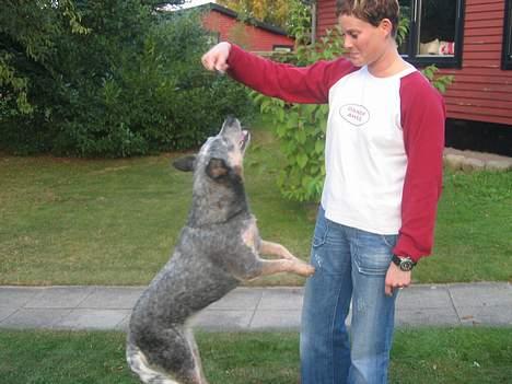 Australsk cattledog Tess - En gang til... billede 4