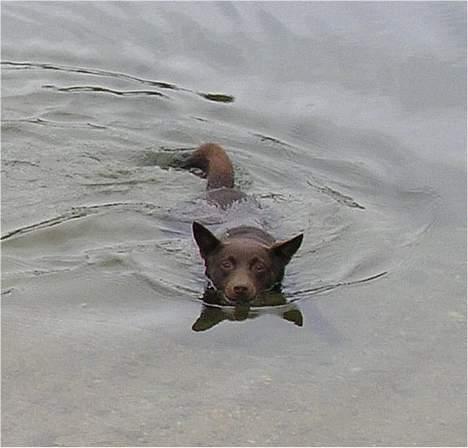 Australsk kelpie Clara - Æælsker bare vand billede 5