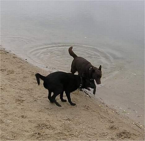 Australsk kelpie Clara - Jeg forsøger ihærdigt at lokke Ginny med i vandet billede 6