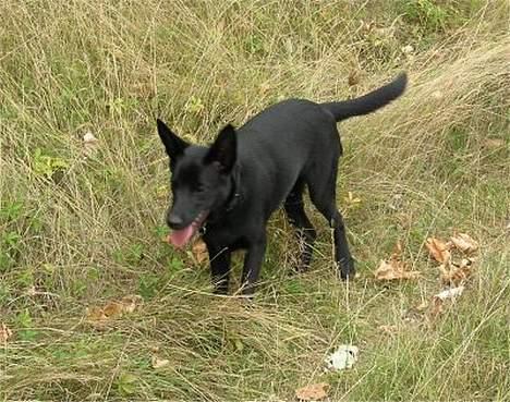 Australsk kelpie Ginny - 5 mdr gammel og i Hedeland billede 5