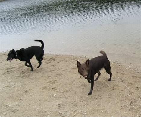 Australsk kelpie Ginny - Jippii!! Jeg fik Clara op af vandet, så nu kan vi spurte billede 6