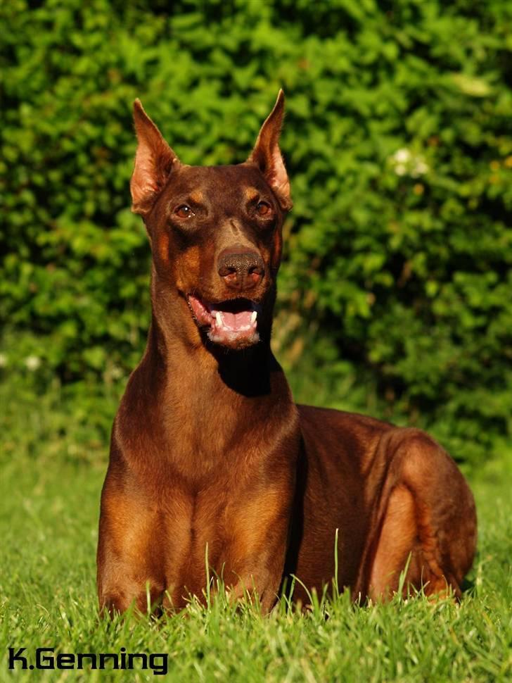 Dobermann Carina Al-Bet R.I.P. - Dronningen (Carina Al-bet)   7½ år og meget smuk. billede 1