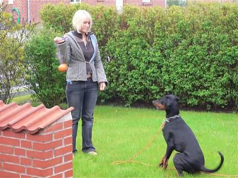 Dobermann Jotunheim's Humle R.I.P. - Moar, kom nu med den bold... Jeg sidder jo så fint :) billede 16