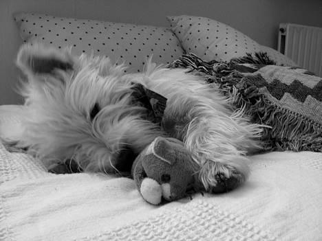 West highland white terrier Basim *Himmelhund* billede 13