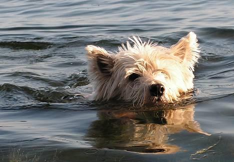 West highland white terrier Basim *Himmelhund* - Ved stranden billede 14