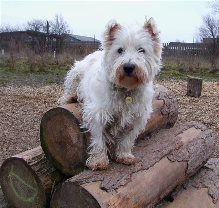 West highland white terrier Basim *Himmelhund* billede 16