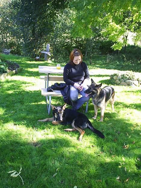 Schæferhund Nicko billede 7