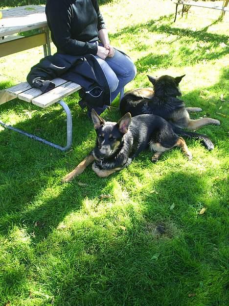 Schæferhund Nicko billede 8