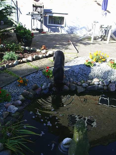 Schæferhund Nicko - ja vand skal der til når man leger billede 9