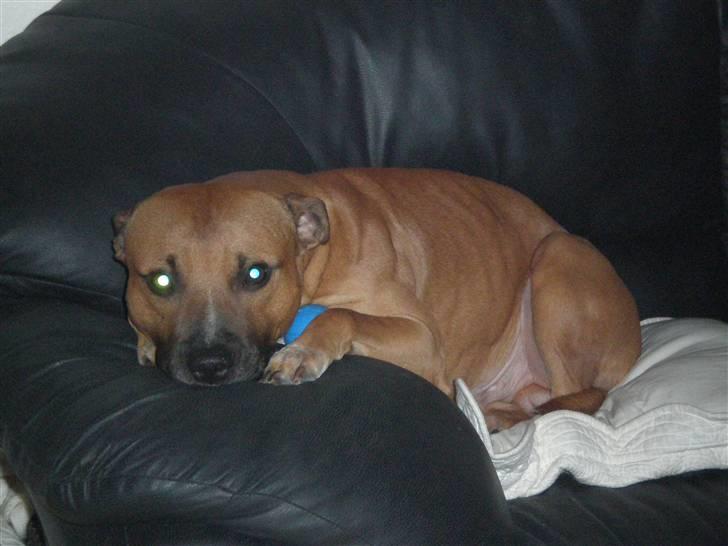 Staffordshire bull terrier Boss * R I P * <3 - nyt 2.11.2007 billede 10