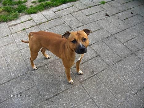 Staffordshire bull terrier Boss * R I P * <3 - Nyt billede 14.04.07 billede 11
