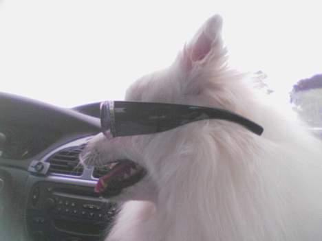 Japansk spids Chiki´s Miko - Hey alle jer andre seee hvor sej jeg er..! billede 6