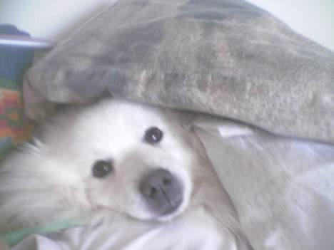 Japansk spids Chiki´s Miko - sover lige.... billede 7