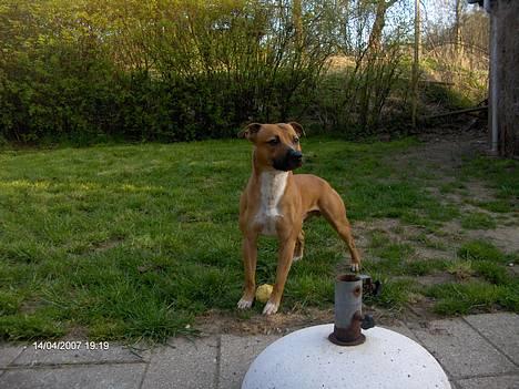 Staffordshire bull terrier Boss * R I P * <3 - Nyt billede 14.04.07 billede 12
