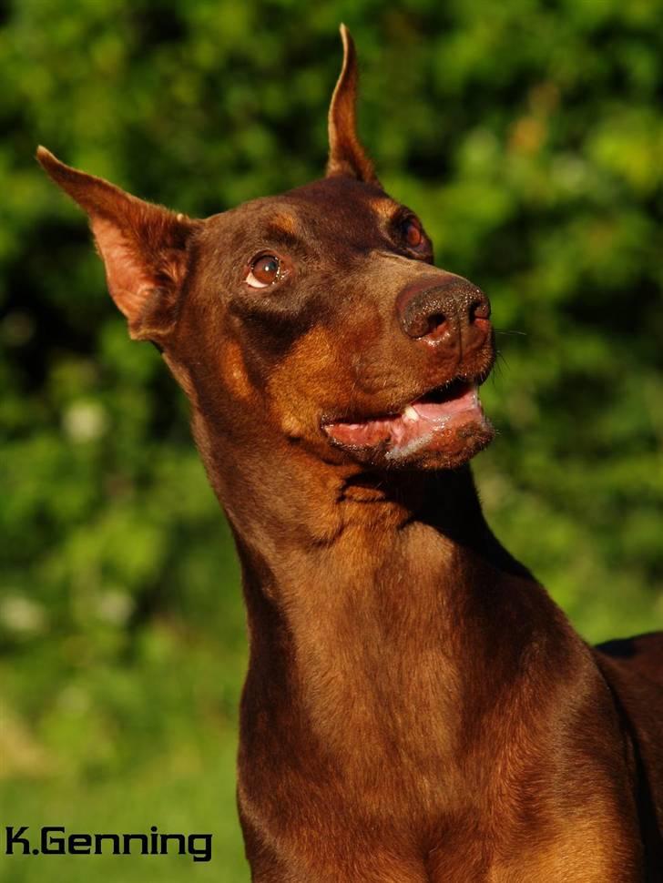 Dobermann Carina Al-Bet R.I.P. - Sagde du noget? billede 2