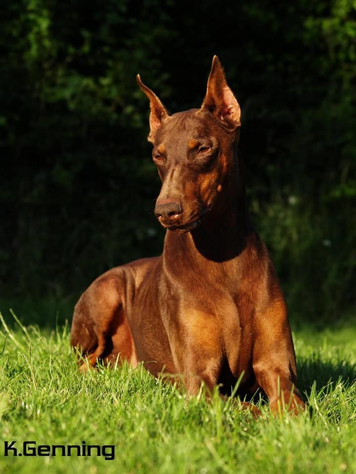 Dobermann Carina Al-Bet R.I.P. - Smukke dronning billede 3